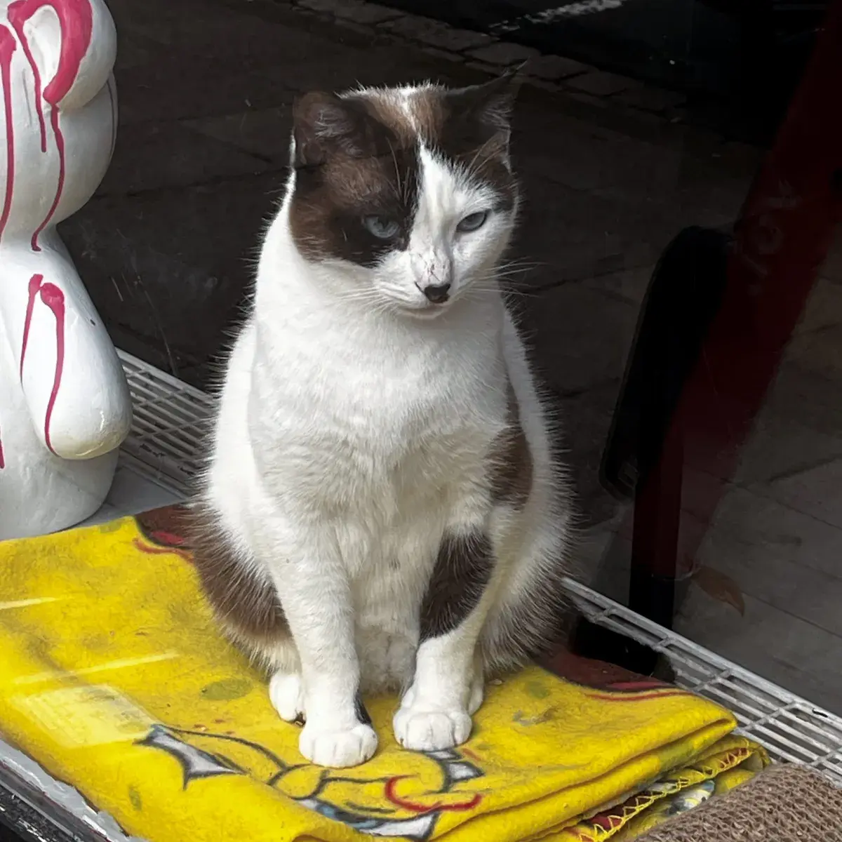 Eine gefleckte Katze auf einer Fensterbank. Auf ihrer Nase ist ebenfalls ein schwarzer Fleck.
