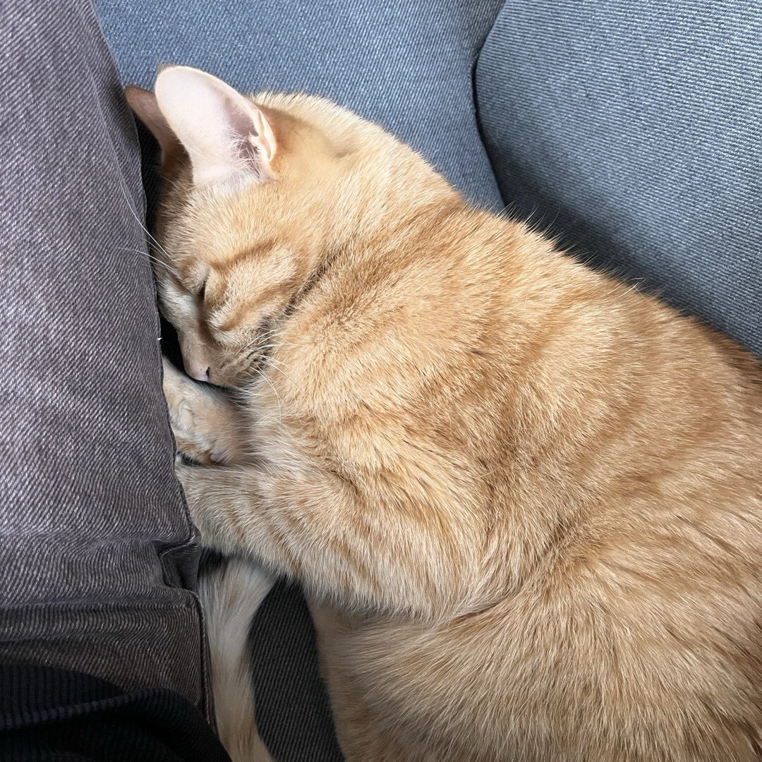 Kater, der sich mit der Stirn an ein Bein schmiegt.