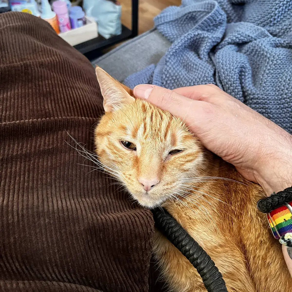 Orangener Kater, der neben mir liegt und seinen Kopf auf mein Bein gelegt hat.