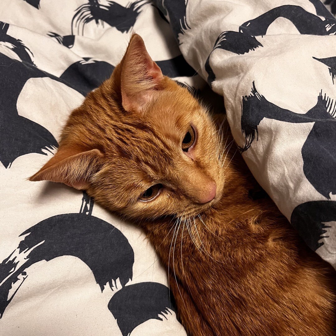 Kater, der zwischen zwei Bettdecken im Bett liegt.