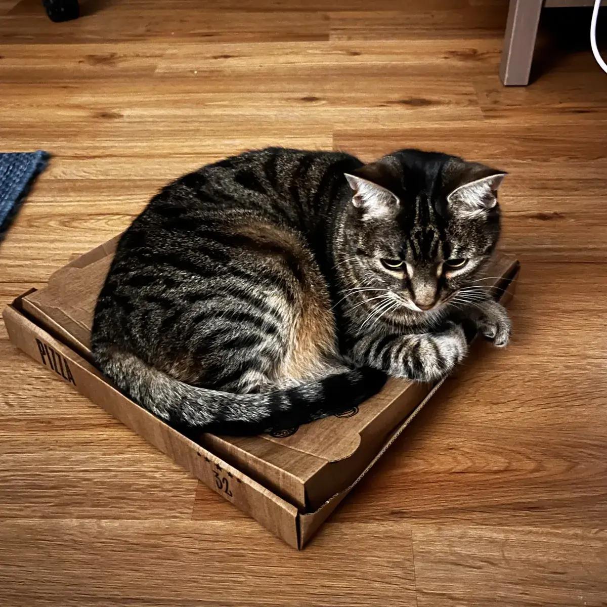 Eine grau getigerte Katze, die es sich auf einem Pizzakarton gemütlich gemacht hat.