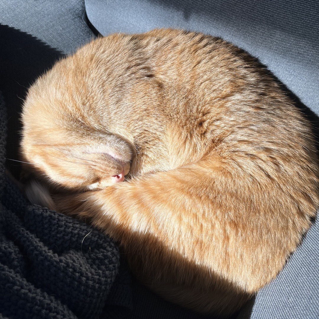 Ein eingerollter, schlafender Kater auf einem Sofa.