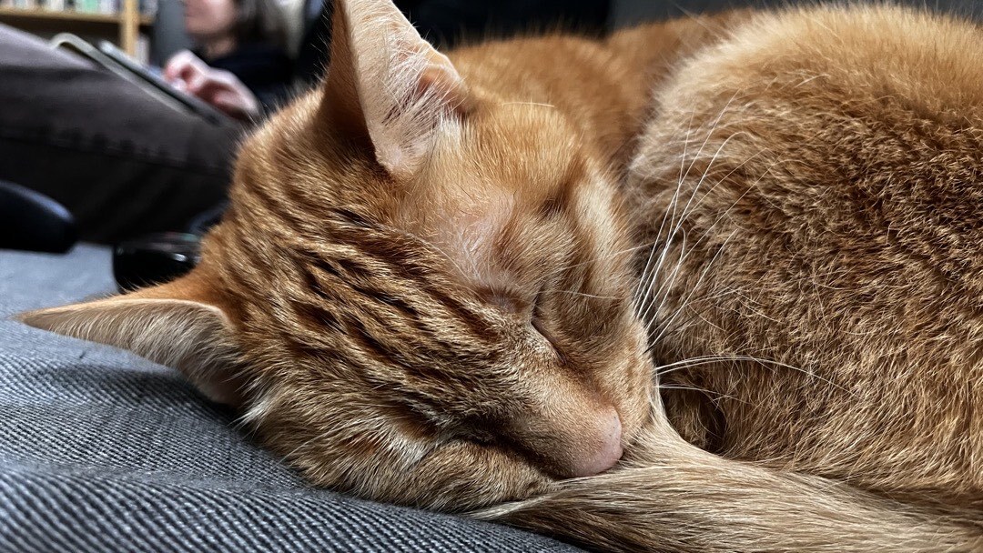 Close-up des orangenen Katers beim Schlafen. Macht er oft, ja.
