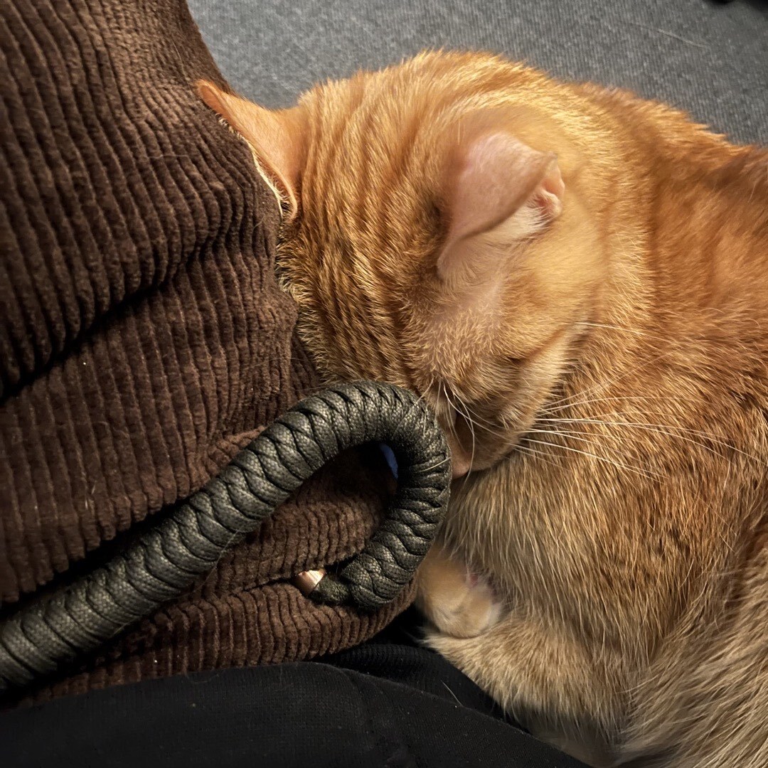 Kater, der eine Woche lang alleine mit mir neben mir auf dem Sofa lag.
