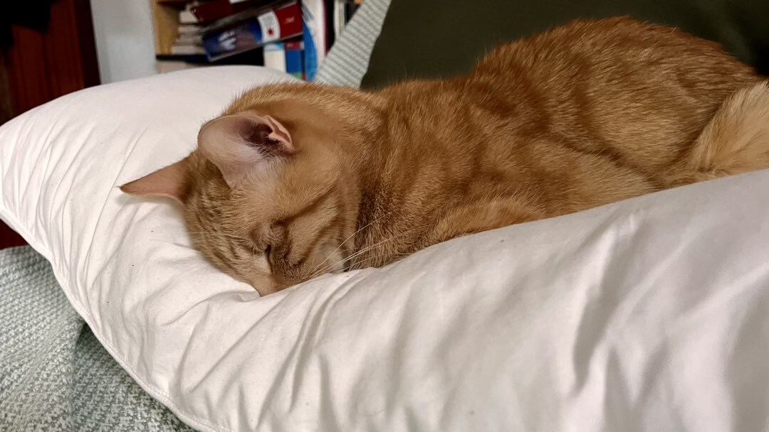 Schlafender Kater auf einem Kissen.