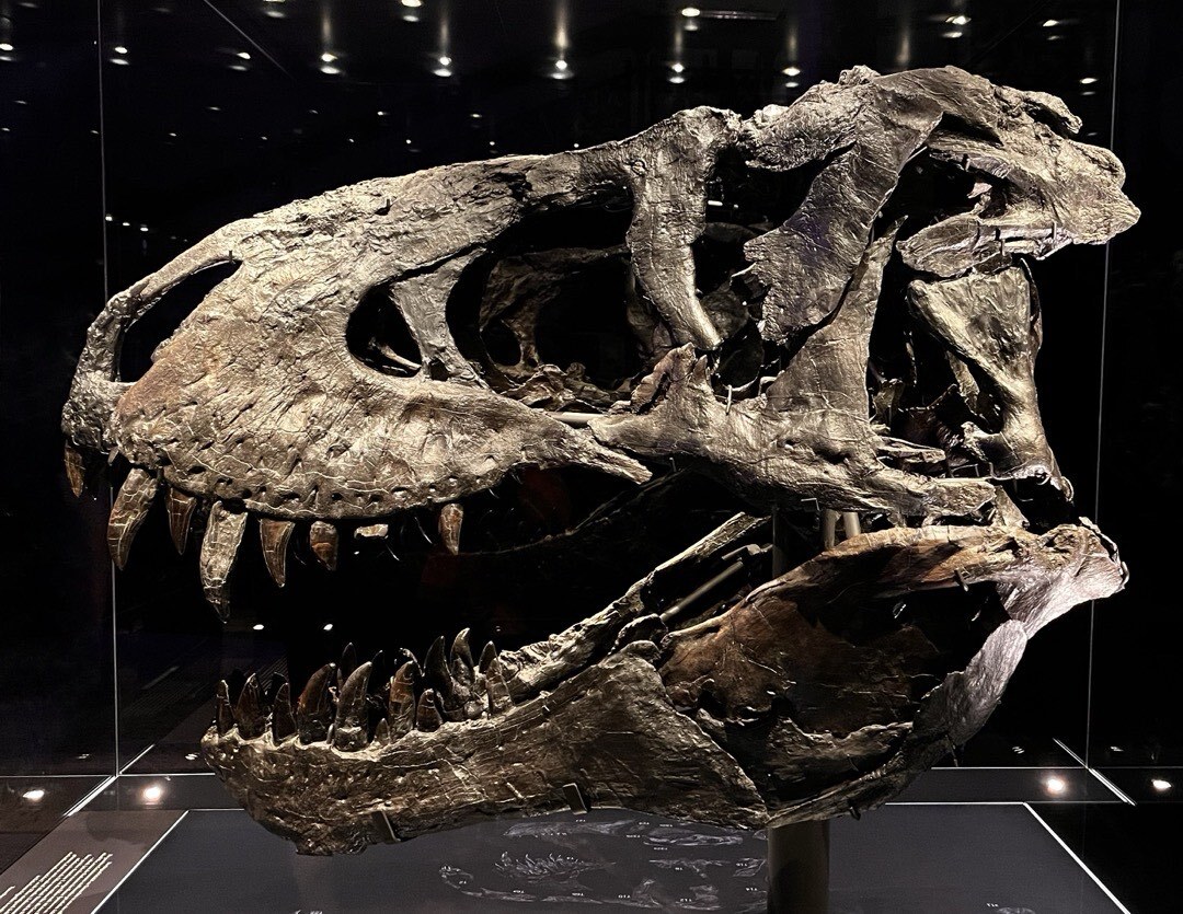 Der ausgestellte Schädel eines Tyrannosaurus Rex.