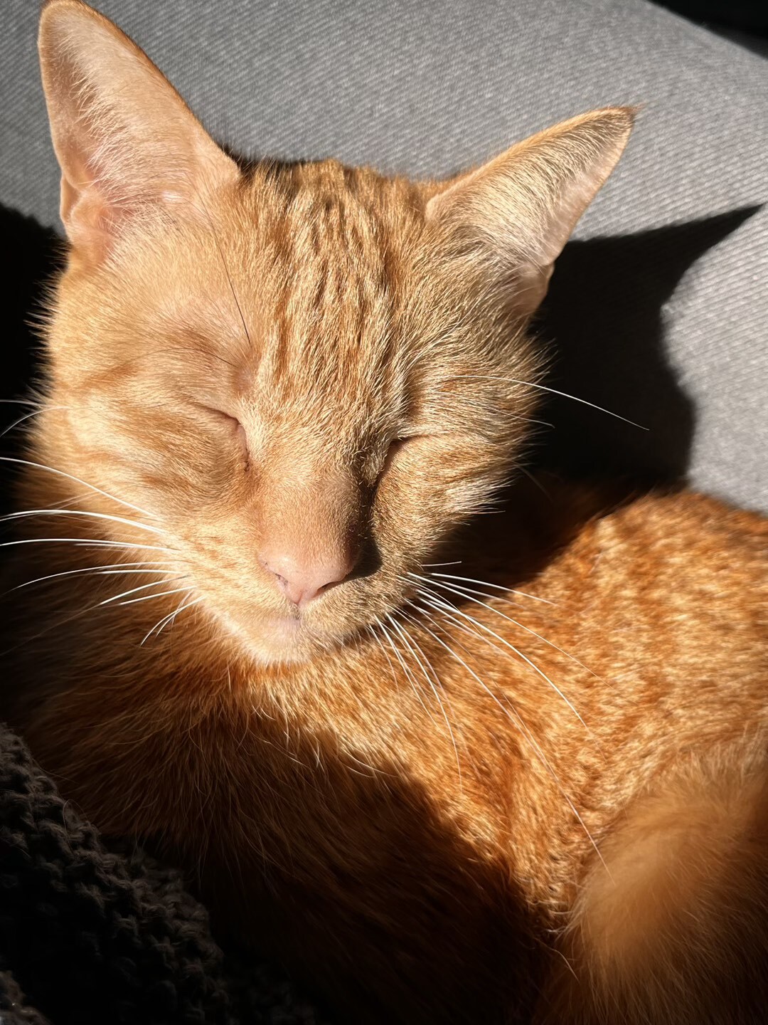 Oranger Kater mit verträumten Blick in die Kamera.