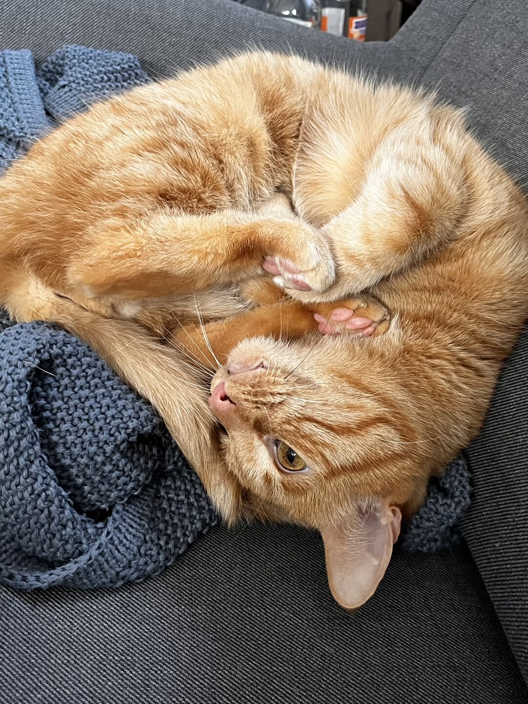 Kater, der sich auf dem Sofa rekelt. Typischer Art House Titel.