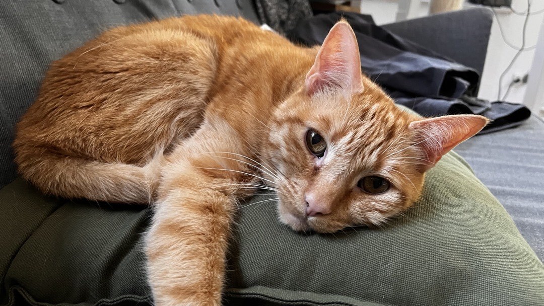Kater der gemütlich auf dem Sofa abhängt.