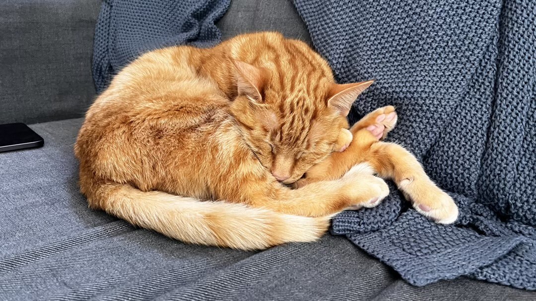 Kater, der auf dem Sofa in der Sonne lungert.