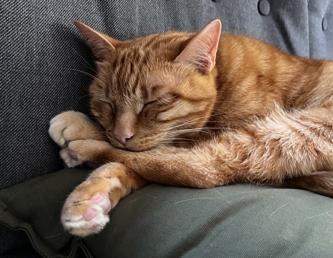 Kater, der mit gekreuzten Vorderbeinen auf einem Kissen schläft.