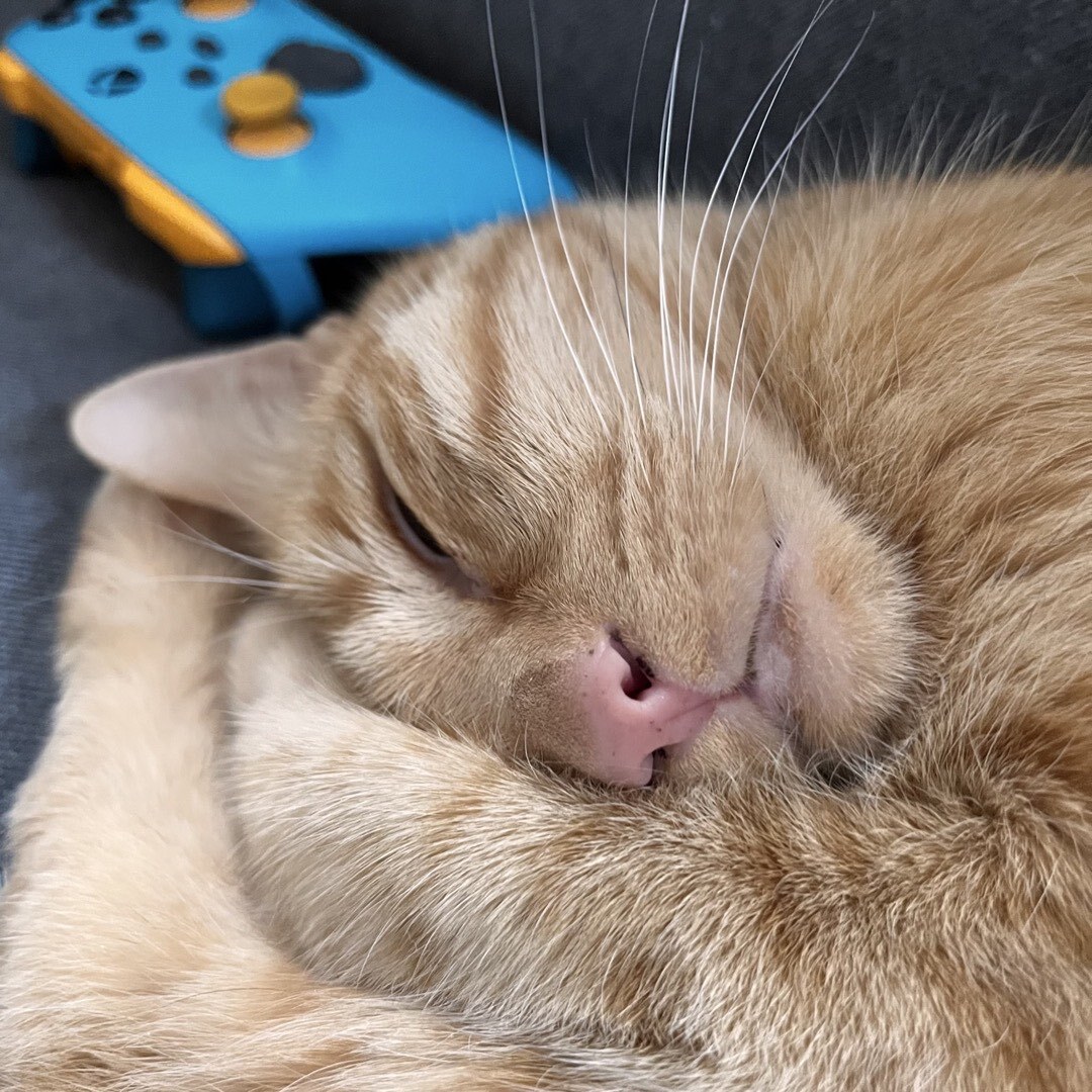 Schlafender, eingerollter Kater vor einem Xbox Controller.
