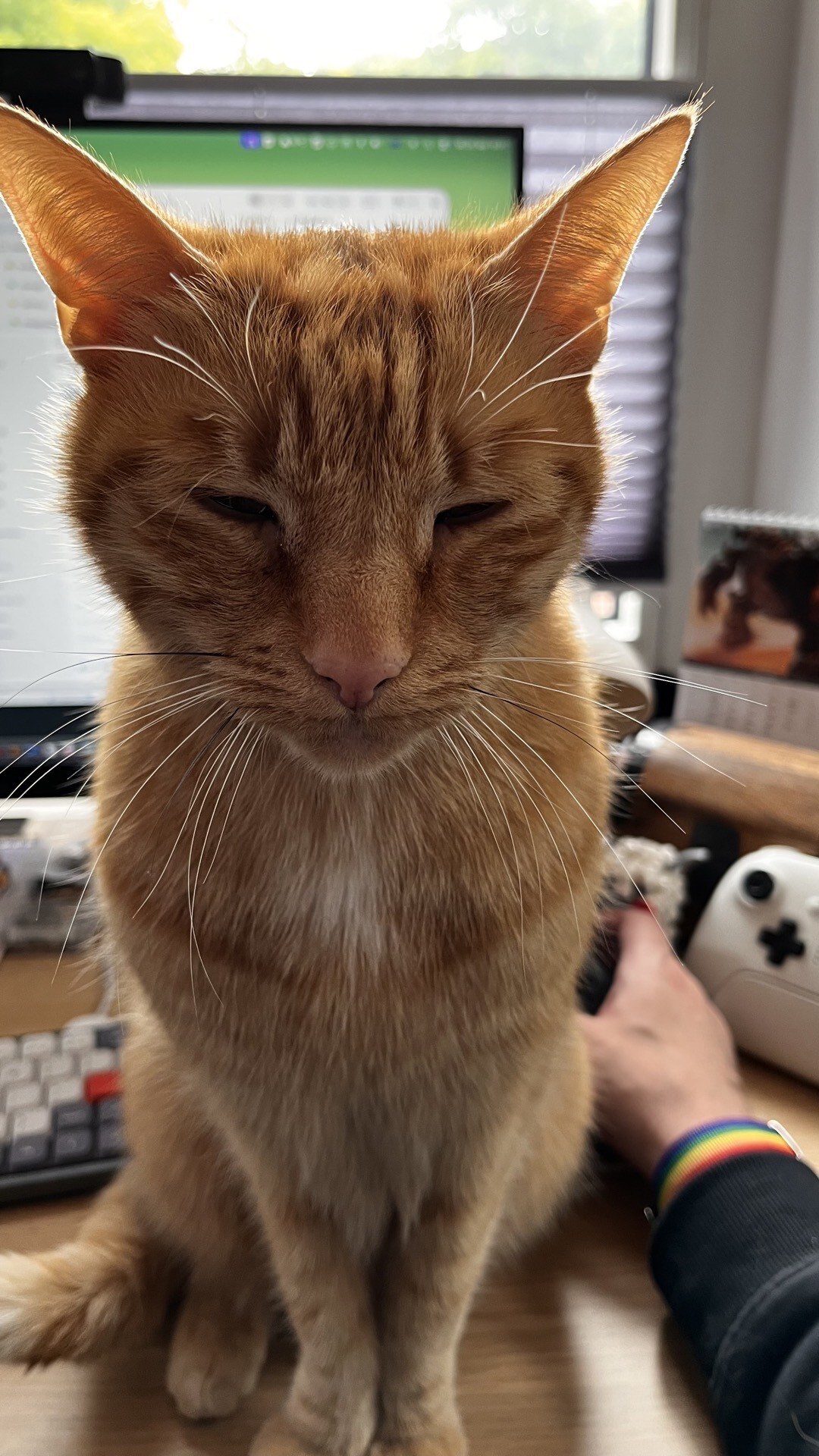 Orangener Kater, der mir die Sicht auf meinen Monitor bei der Arbeit versperrt und dabei sehr süß aussieht.