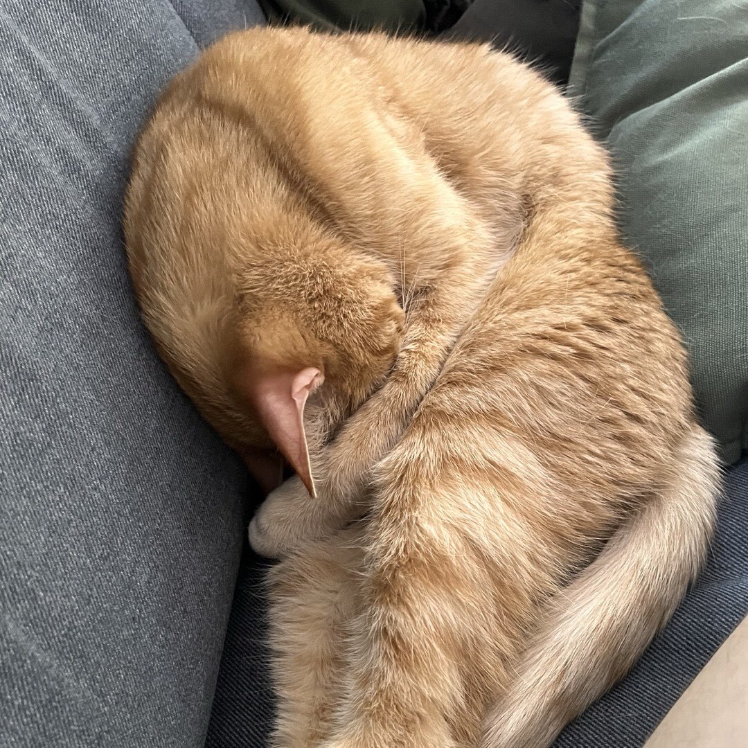 Kater, der sehr seltsam zusammengerollt und gleichzeitig lang auf dem Sofa liegt.