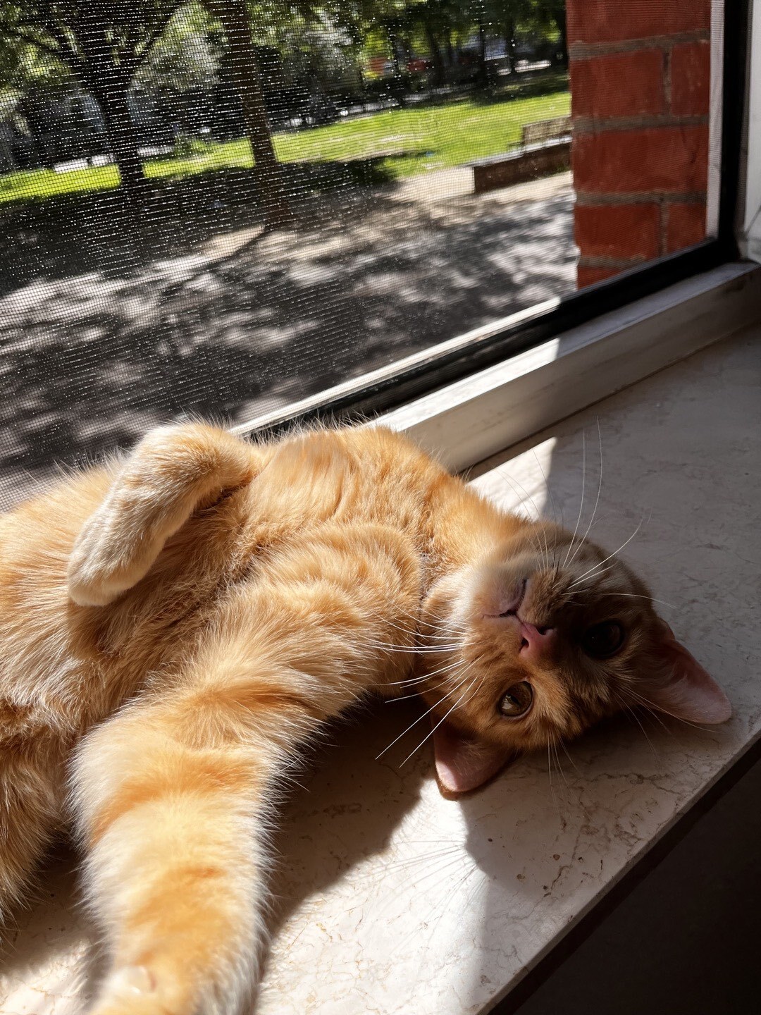 Kater, der sich in der Sonne auf der Fensterbank rekelt.