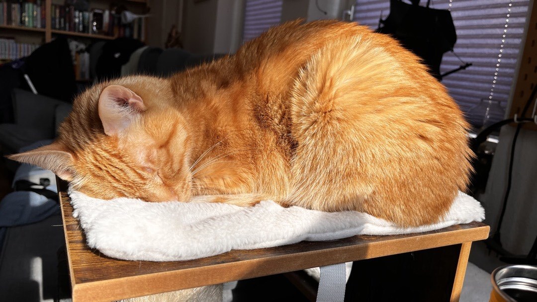Orangener Kater auf seinem Kratzbaum in der Sonne.
