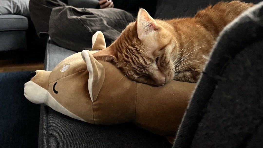 Kater, der auf einem Stoff-Shiba-Inu schläft.