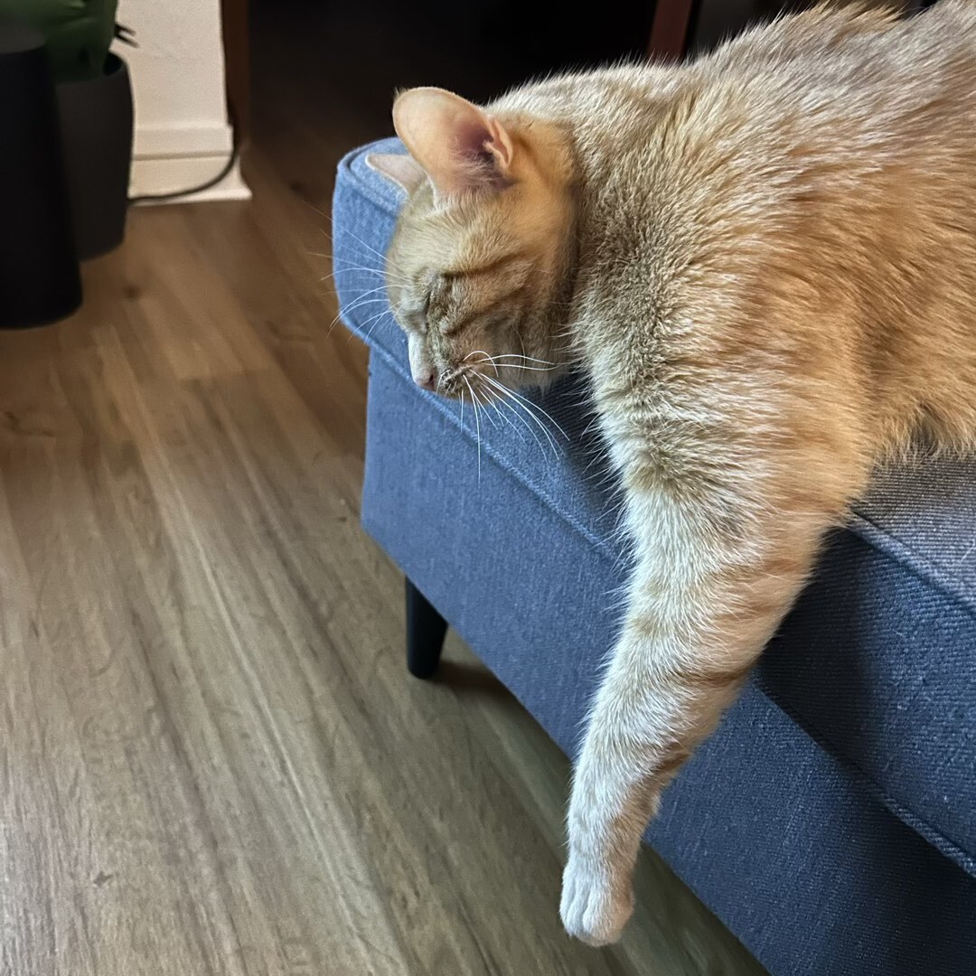 Orangener Kater, der vom Sofa runterhängt.