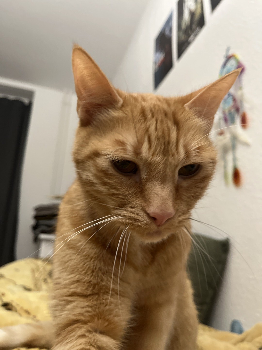 Orangener Kater, der interessiert in die Kamera schaut.