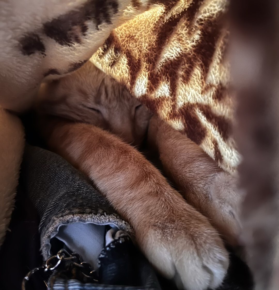 Kater, der unter einer Decke auf einer Person liegt und schläft.
