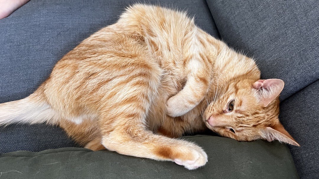 Kater, der sich auf dem Sofa an einem Kissen fläzt.