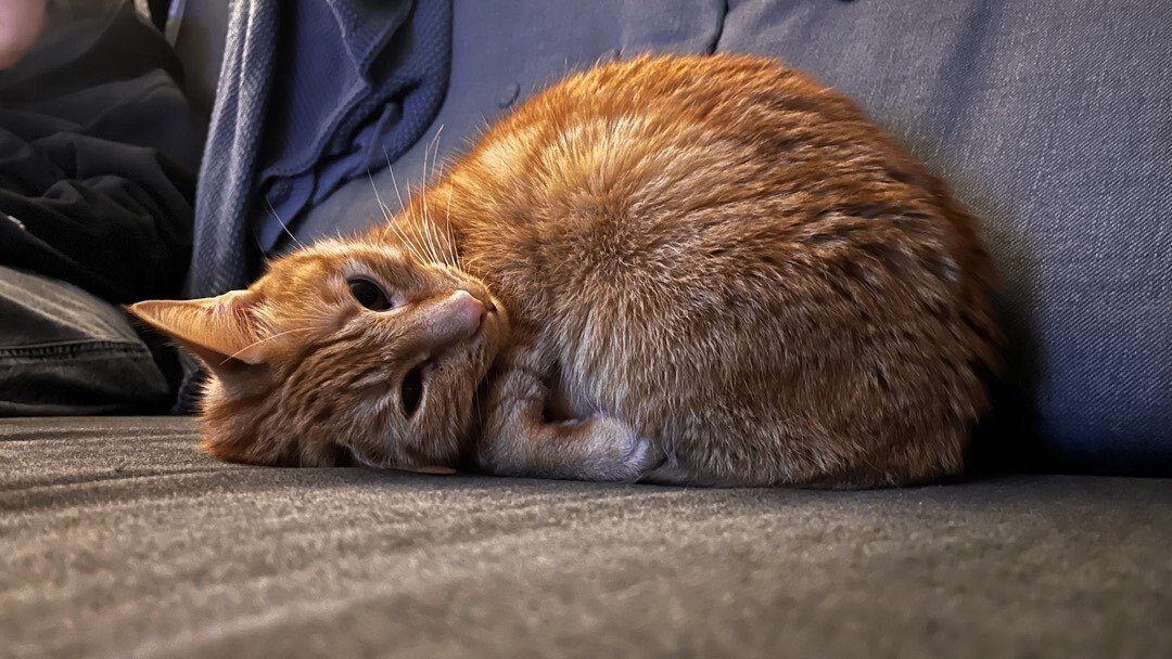 Kater, der mit dem Kopf seitlich auf dem Sofa liegt und in die Kamera schaut.