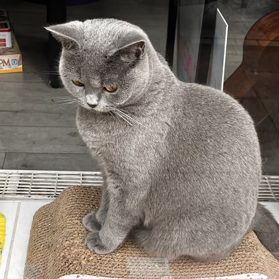 Ein grauer Kater, der leicht desinteressiert aus einem Fenster auf den Fußweg schaut.