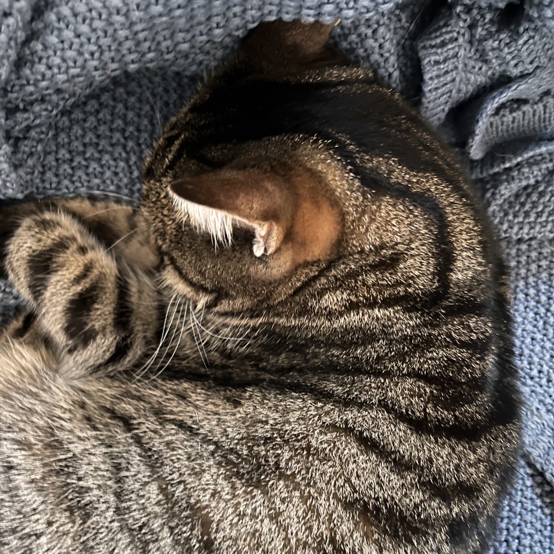Eine grau-schwarze getigerte Katze, die eingerollt auf einer blauen Decke schläft.