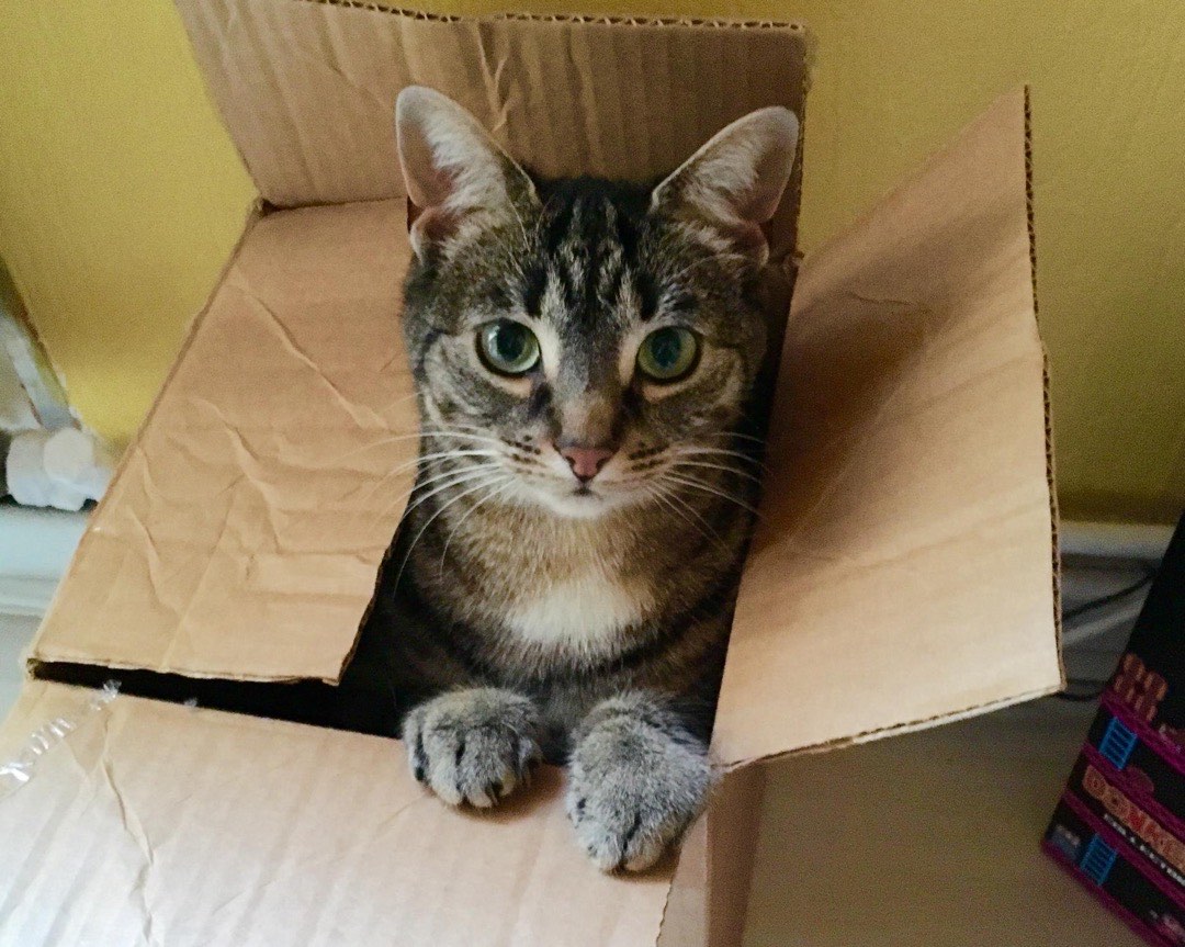Unsere grau getigerte Katze die aus einem Karton guckend in die Kamera schaut. Ihre Vorderpfoten liegen dabei auf den Karton.