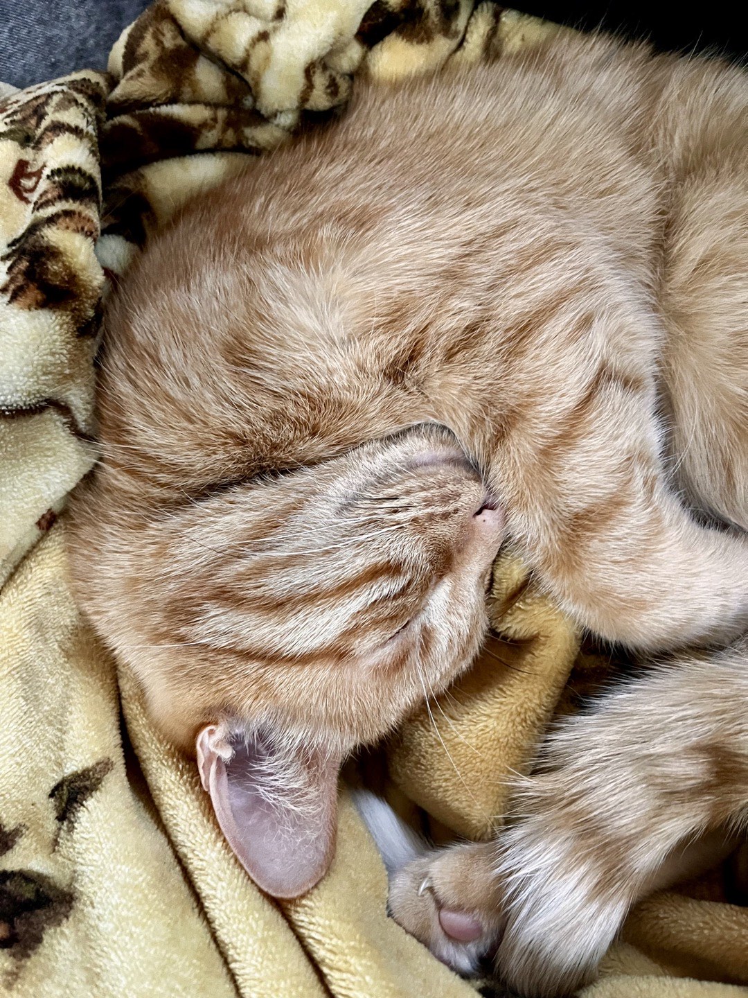 Ein orangener Kater, der in einer Lord of the Rings Decke schläft.