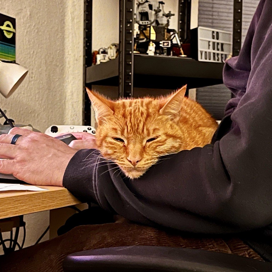 Ein Kater, der den Kopf auf den Arm eines Menschen gelegt hat und döst. Der Mensch sitzt am Schreibtisch.