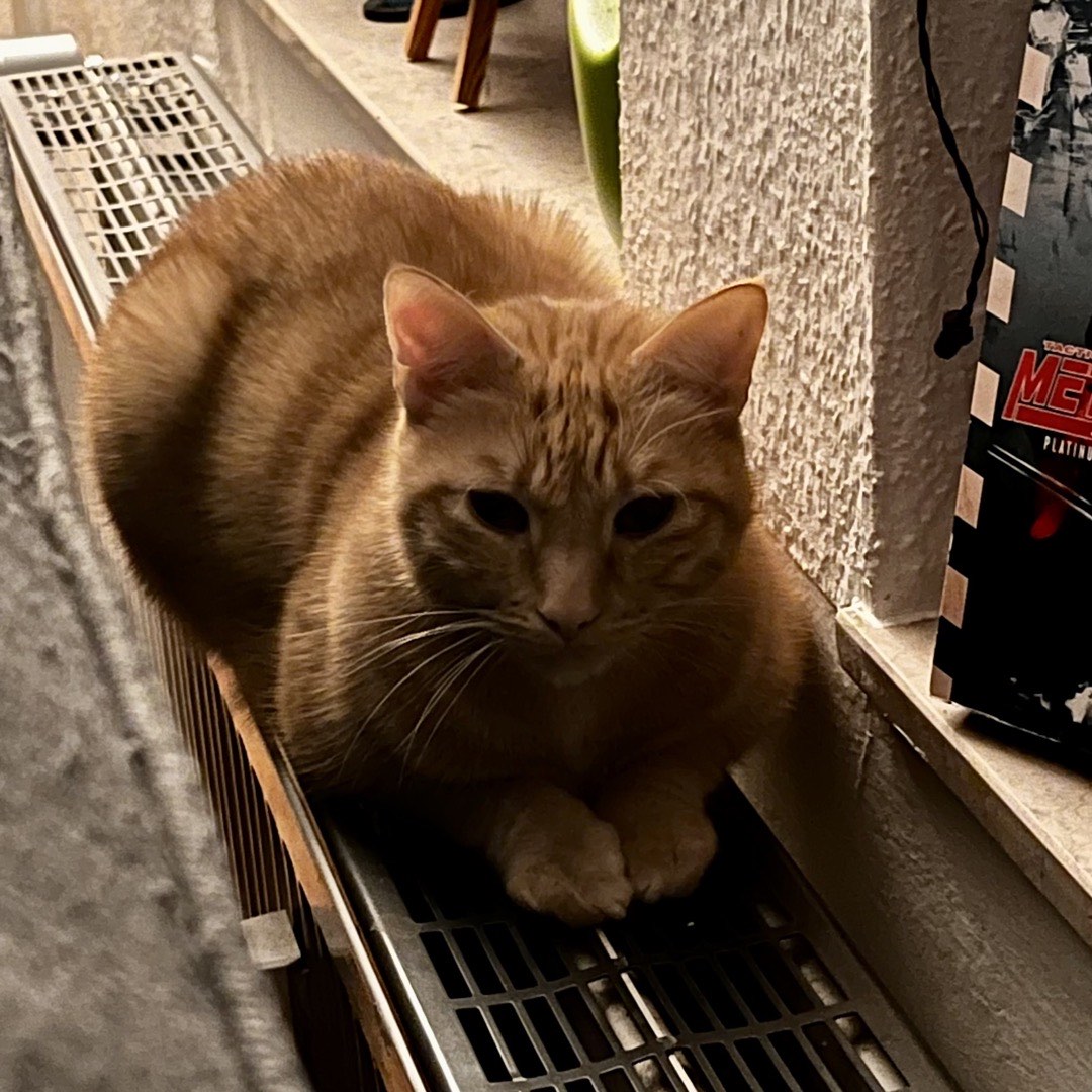 Ein orangener Kater, der auf einer Heizung liegt und zufrieden aussieht.