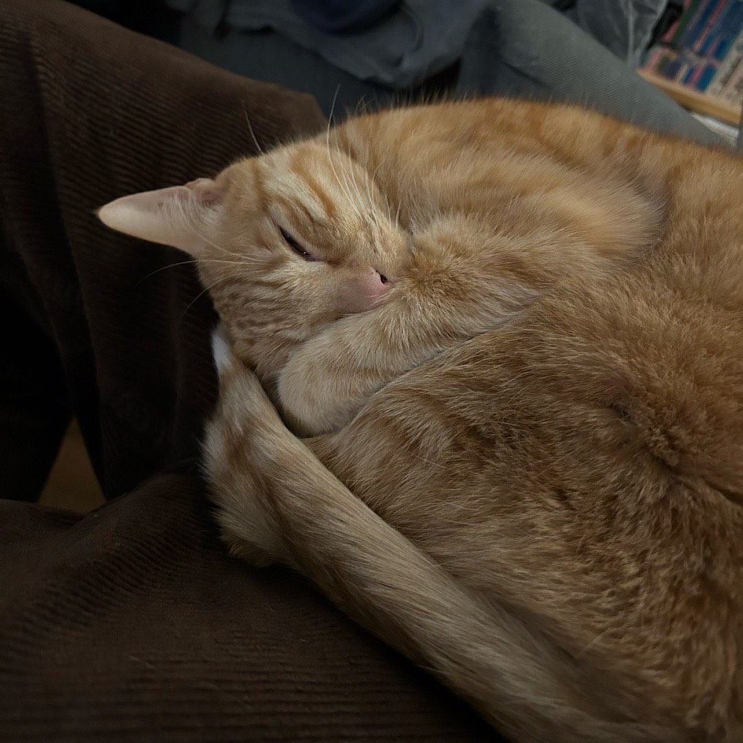 Ein Kater, der sich in meinem Schoß zusammengerollt hat und verträumt in die Kamera schaut.