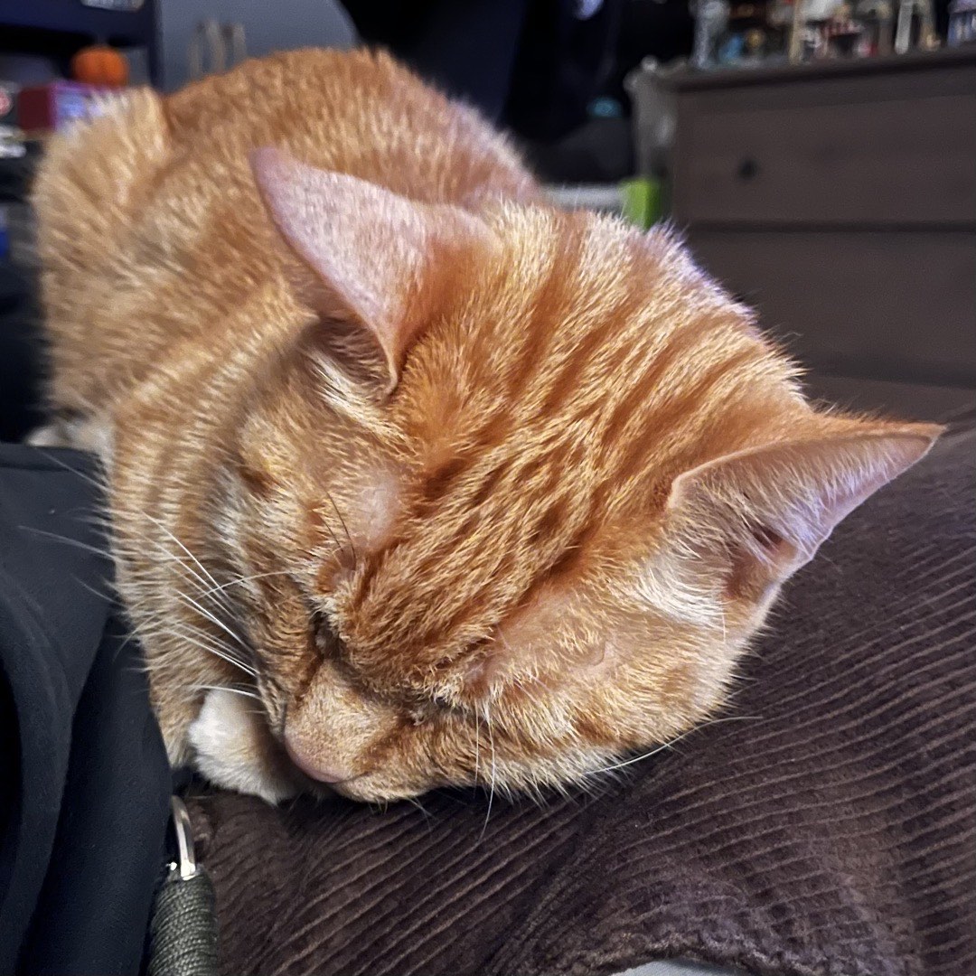 Eingerollter Kater auf Cord
