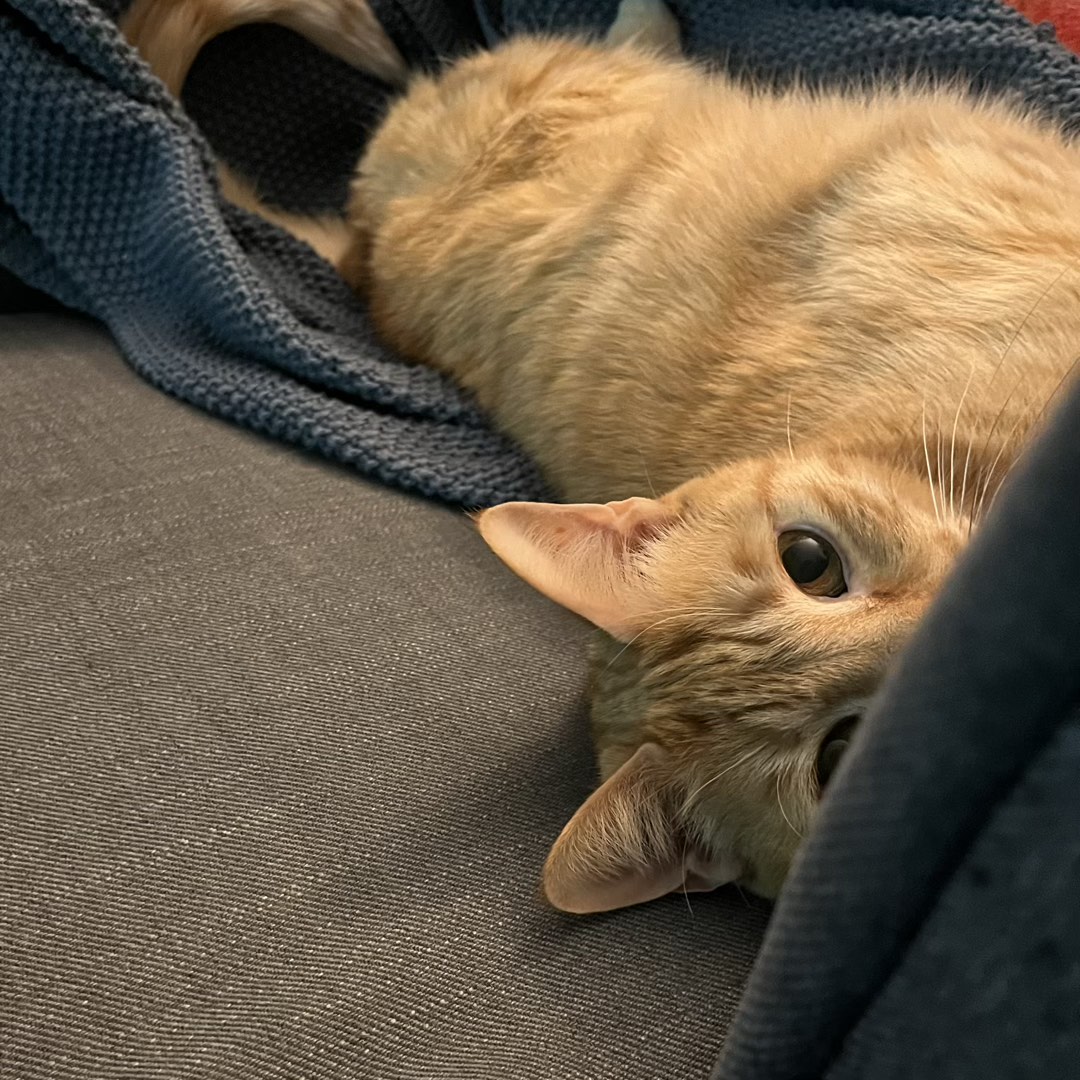 Liegender Kater, der hinter eine Sofalehne hervor lugt.