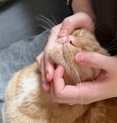 Gif eines Katers, der eine Gesichtsmassage bekommt und entspannt regungslos verharrt.