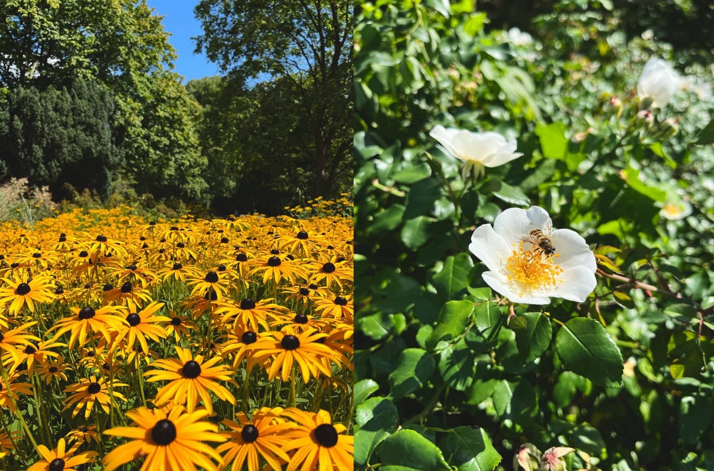 Zwei Fotos: Links sind eine Menge gelber Blumen unter blauem Himmel zu sehen. Rechts zeigt eine Großaufnahme einer Blume mit einem Insekt in der Blüte.