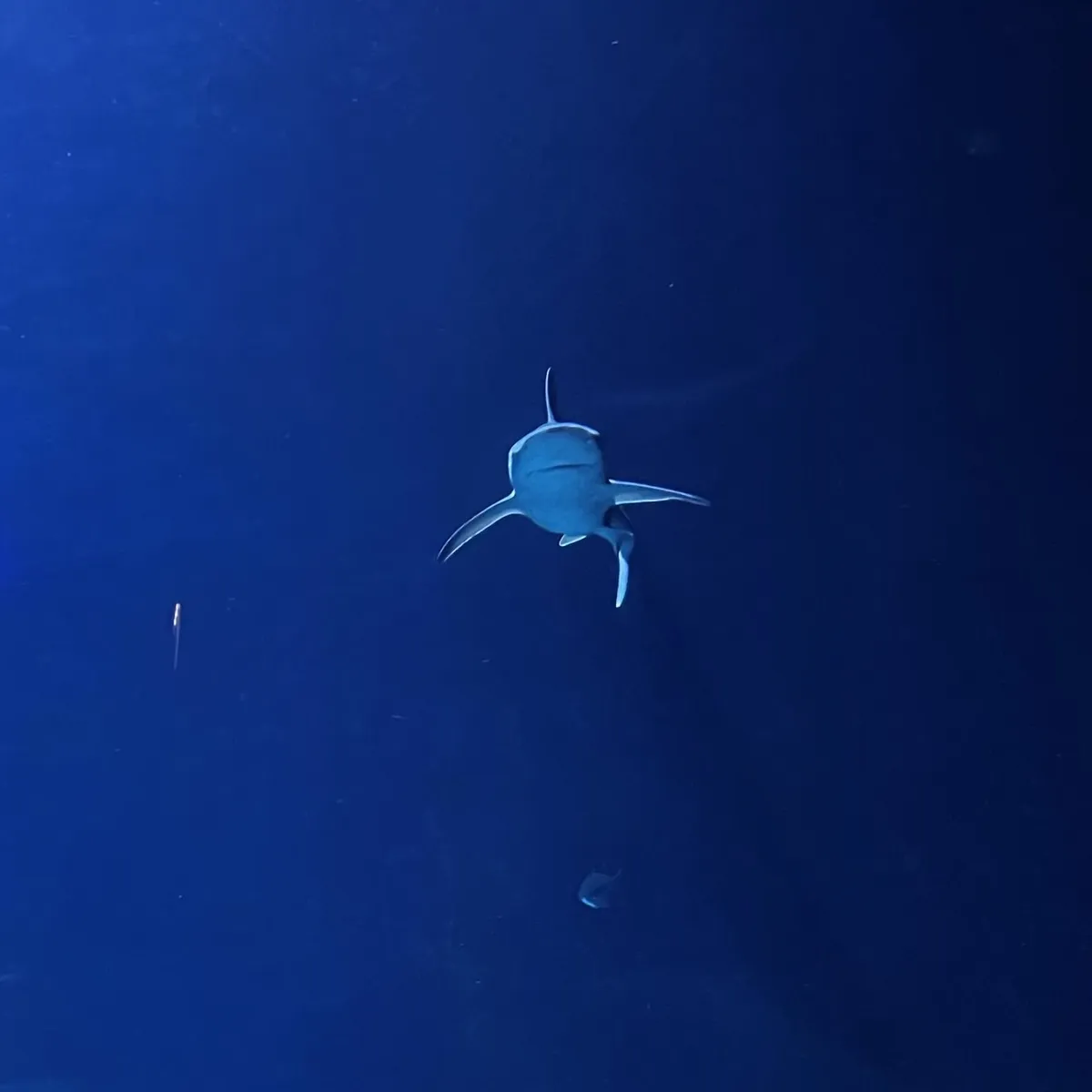 Ein kleiner Hai in einem relativ großen Aquarium der auf die Betrachterin zu schwimmt.