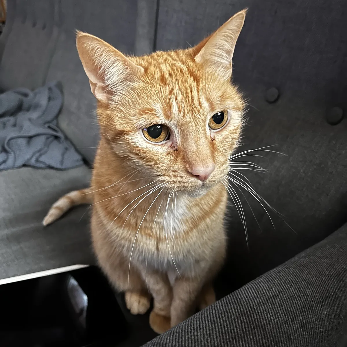 Ein orangener Kater der aufmerksam an der Kamera vorbeischaut.