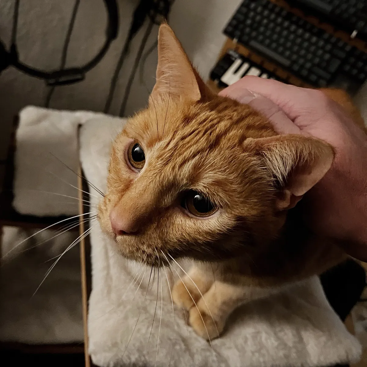 Ein orangener Kater, der verträumt hoch in die Kamera guckt. Im Nacken eine Hand, die in streichelt.
