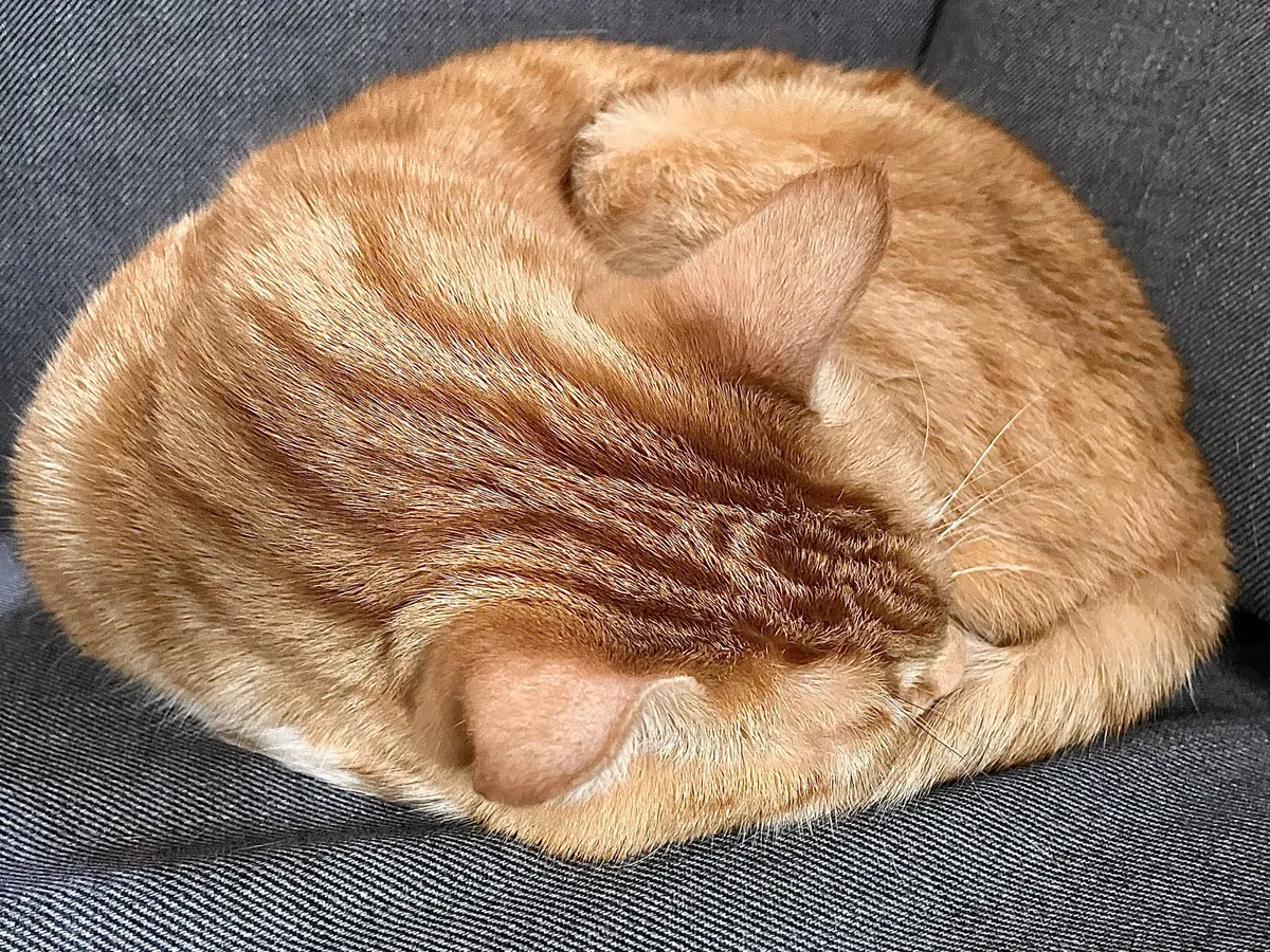 Ein eingerollter oranger Kater.