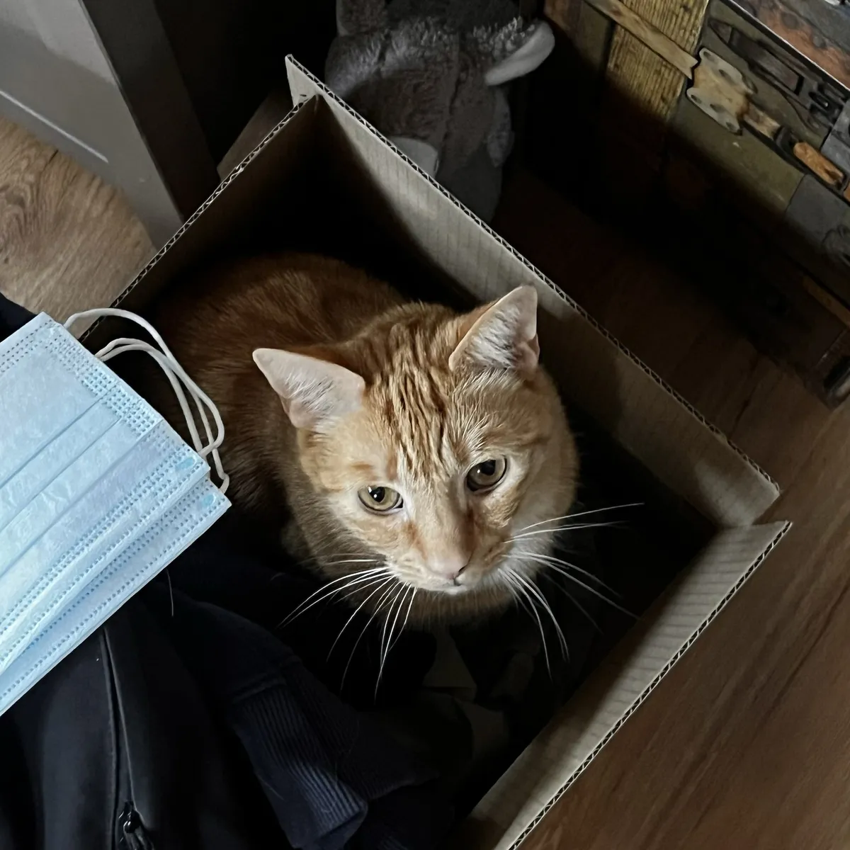 Eine Katze, die nicht ganz so zufrieden aus einer Kiste nach oben in die Kamera schaut.