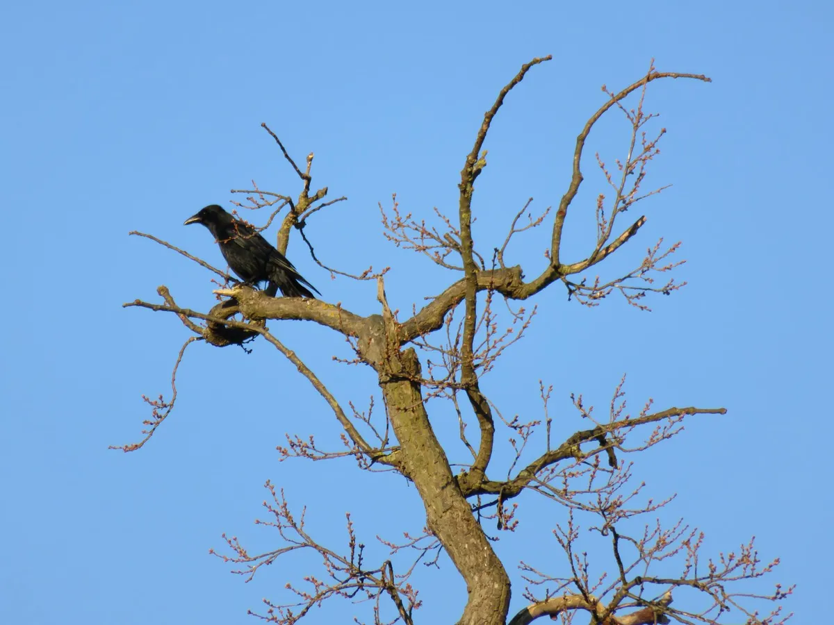 In einer Baumkrone vor blauem Himmel sitzt eine Krähe